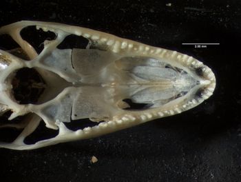 Media type: image;   Herpetology R-80541